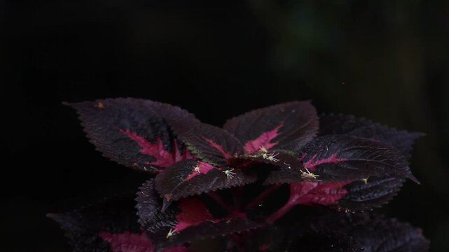 Close up of dark purple coleus leaves with bright pink veins