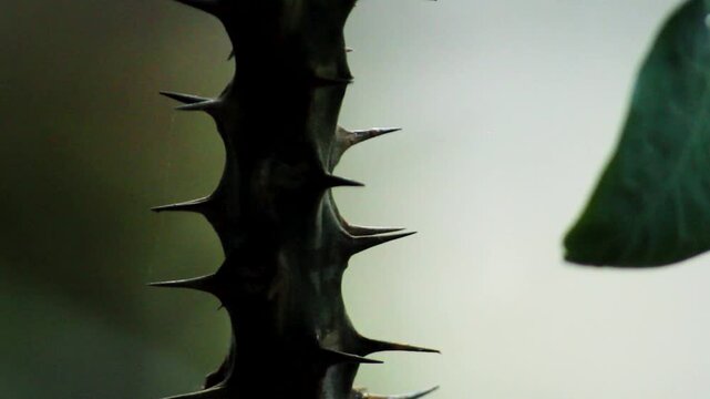 Close up of sharp thorns on a green plant stem