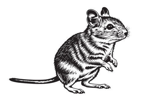 Illustration of a small striped mouse or gerbil, rodent, black and white sketch, standing pose, White Background