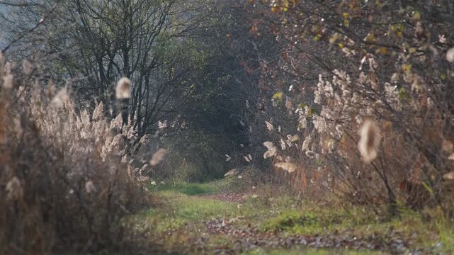 Tiny midges flying above a wetland area full off reeds. Swarming insects in backlight. Mosquitoes dancing in the sunlight near Farmos, Hungary. Rural autumn landscape of the Great Hungarian Plain.