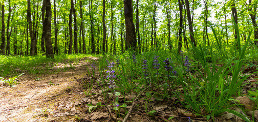 Fototapeta premium summer forest landscape with green grass and flowering plants on a background of trees on a sunny morning