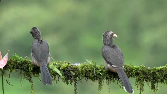 close up video of Two malabar hornbills perch on mossy branch. One opens beak, seems to call. Other holds small piece of food. Green backdrop shows lush forest. Perfect for wildlife, nature scenes