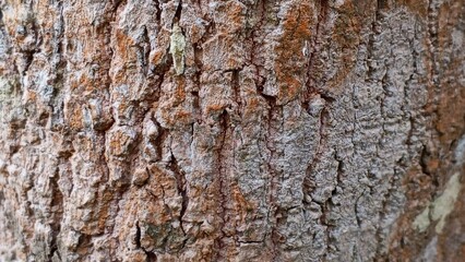 Obraz premium Close up of natural tree bark texture with rough cracked surface and earthy brown tones. Organic wood pattern background ideal for design, eco themes, and natural material concepts.