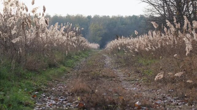 Tiny midges flying above a wetland area full off reeds. Swarming insects in backlight. Mosquitoes dancing in the sunlight near Farmos, Hungary. Rural autumn landscape of the Great Hungarian Plain.