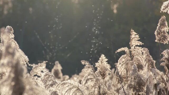 Tiny midges flying up and down above the reeds in autumn backlight. Many little mosquitoes dancing in the sunlight on the Great Hungarian Plain near Farmos, Hungary. Slow motion of swarming insects.