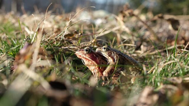 Mating pair of Rana temporaria in amplexus. The smaller male clings to the back of the larger female.