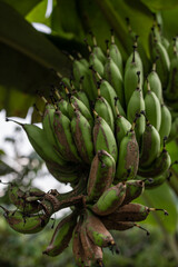 Fototapeta premium Close up of green banana fruit cluster growing on banana tree Bali Indonesia