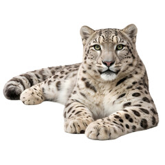 Fototapeta premium Snow Leopard Lying Down Isolated on White Background High Detail Wildlife Portrait