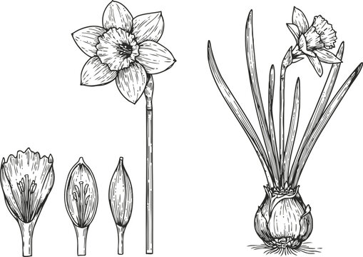Botanical illustration of a daffodil flower with stages of bloom and bulb plant structure
