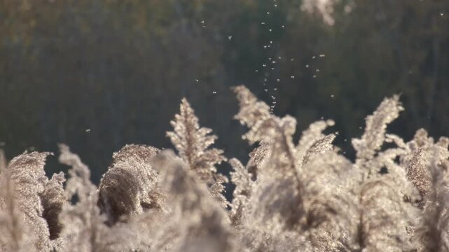 Tiny midges flying up and down above the reeds in autumn backlight. Many little mosquitoes dancing in the sunlight on the Great Hungarian Plain near Farmos, Hungary. Slow motion of swarming insects.