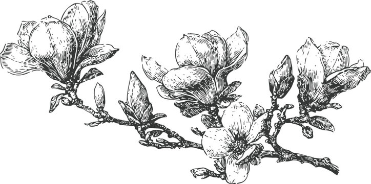 Magnolia branch with blooming flowers and buds detailed botanical black and white illustration