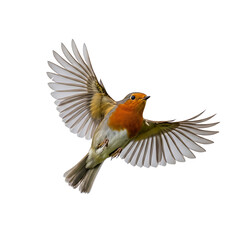 Fototapeta premium A vibrant european robin in mid-flight with wings fully extended showcasing its bright orange chest illustration