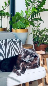 Huge black cat grooming itself on a chair in a boho kitchen. Large pet in a bohemian interior with Zamioculcas and Sansevieria plants. Cozy sunlit room, domestic lifestyle photography.