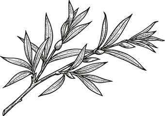Obraz premium detailed black and white hand drawn olive branch with leaves and fruit illustration