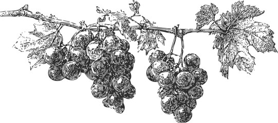 Fototapeta premium Detailed hand drawn illustration of grapevine branch with ripe grape clusters and leaves in vintage