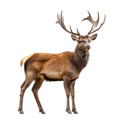 Fototapeta premium Deer stands on a white background with impressive antlers during daytime, showcasing its strong build and alert stance while looking directly ahead