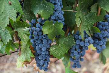 Fototapeta premium red grapes, close up of ripe red grapes hanging on a vine in the vineyard