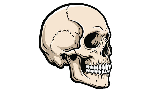 Vector human skull illustration, side view, detailed anatomical drawing of a cranium