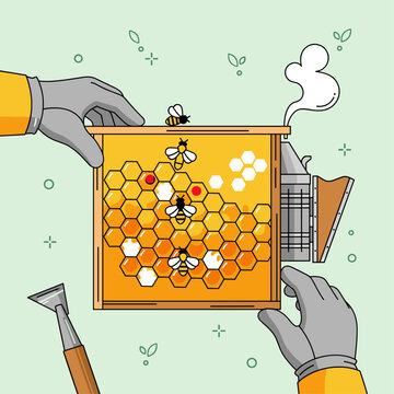 Beekeeper Hands Inspecting a Honeycomb Hive Frame