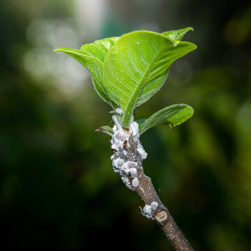 Mealybugs infesting fresh green plant shoot