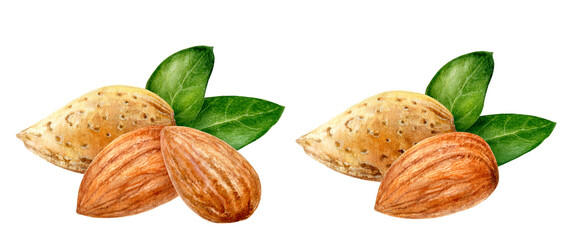 Hand-Painted Watercolor Illustration of Almonds with Green Leaves