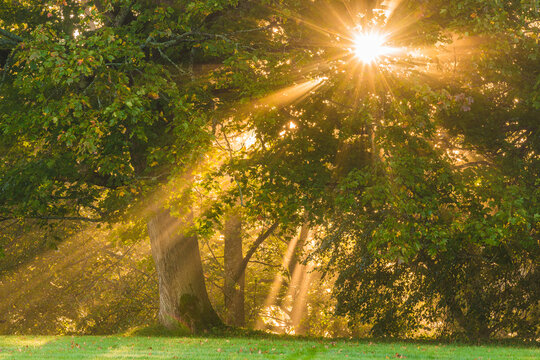 Sunrise shines through trees in the morning in Sweden creating rays of light and shadows on the ground