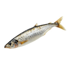 Naklejka premium Fresh fish swimming in clear water of a river during the day surrounded by natural habitat and aquatic plants near the riverbank in spring