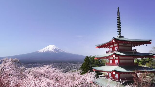 【山梨県・富士吉田市】春の新倉山浅間公園　青空に映える富士山、忠霊塔、桜の絶景　tilt down