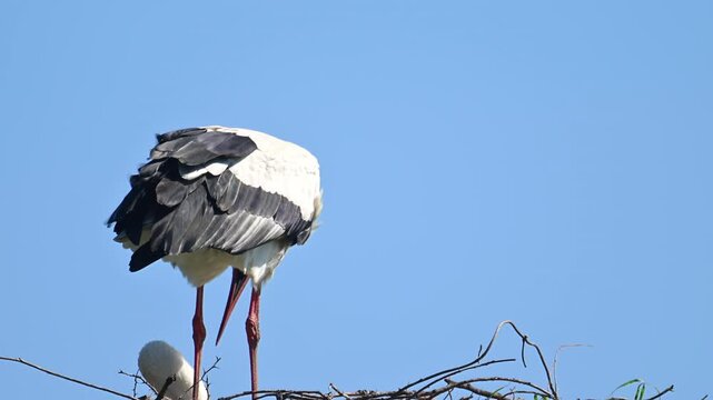 European white storks (Ciconia ciconia) sitting down on the nest on a pole during springtime. One bird is polishing its feathers.