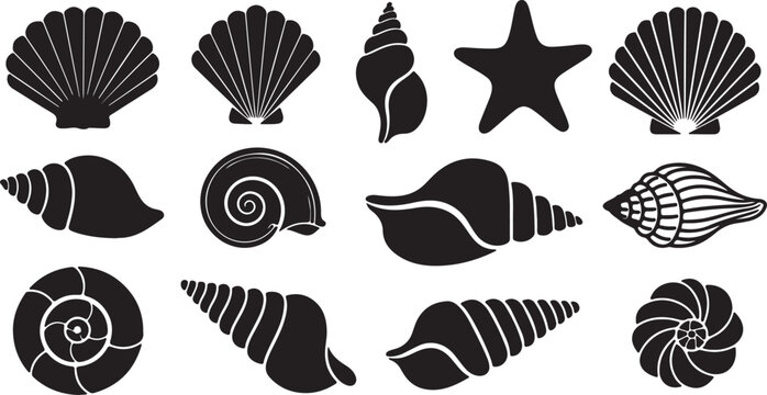 Diverse collection of black and white sea shell and starfish illustrations