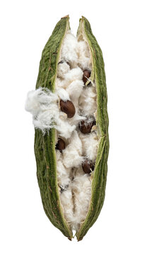 Cracked open ice cream bean pod with white fluffy pulp PNG