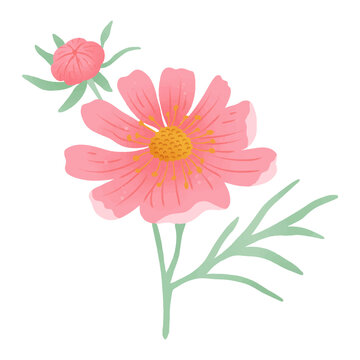 Pink cosmos flower with single bud delicate floral illustration