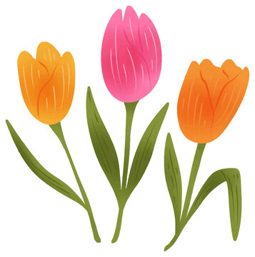 Colorful tulips in pink orange and yellow cheerful spring flowers