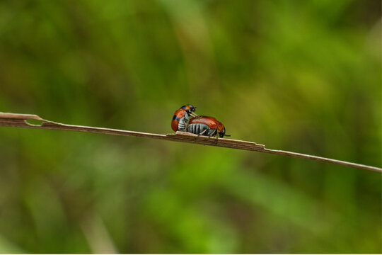 Macro of Colorful Ladybug Insect Pair Mating on Wild Grass Leaf with Soft Green Bokeh Background
