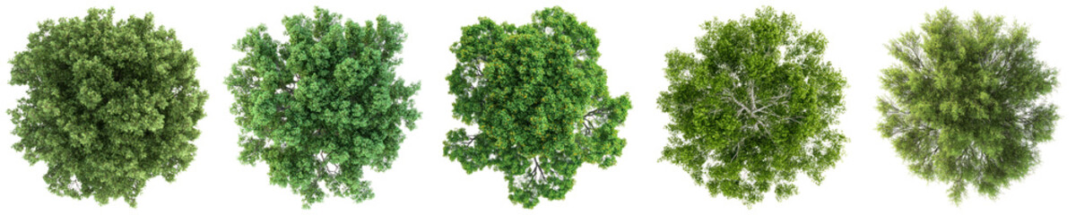 aerial top-down view collection of various green deciduous trees with lush foliage, showcasing different shapes and textures. © Xu
