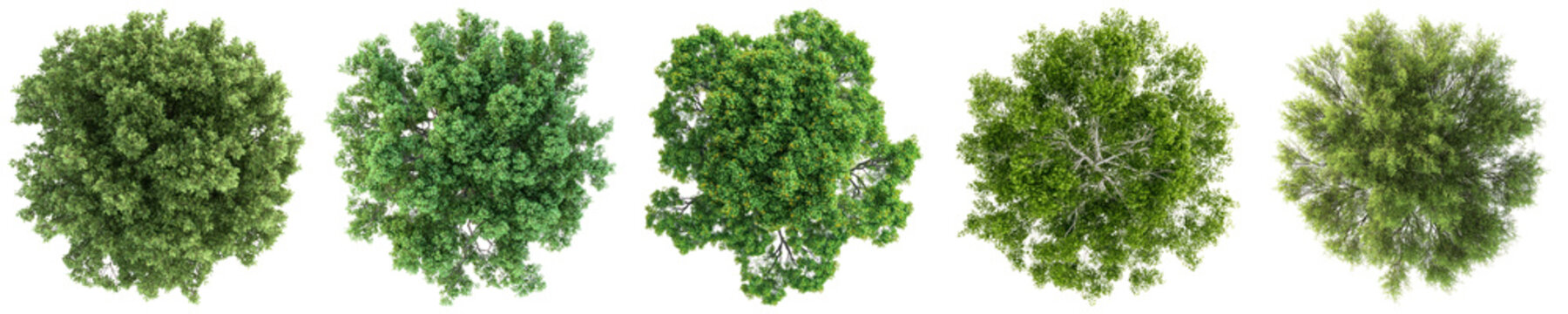 aerial top-down view collection of various green deciduous trees with lush foliage, showcasing different shapes and textures.