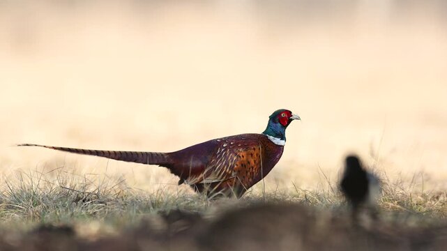 Bird - male Common pheasant Phasianus colchius Ring-necked pheasant in natural habitat wildlife Poland Europe early spring time