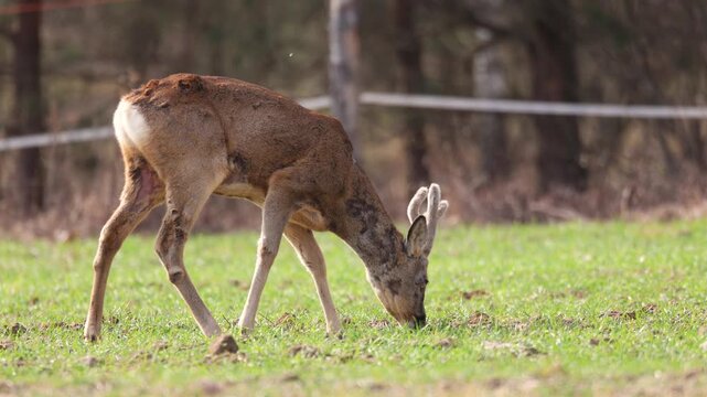 Male buck roe deer Capreolus capreolus Majestic roe deer, capreolus capreolus, buck with large antlers approaching on green meadow in spring. Male mammal with orange fur walking through meadow