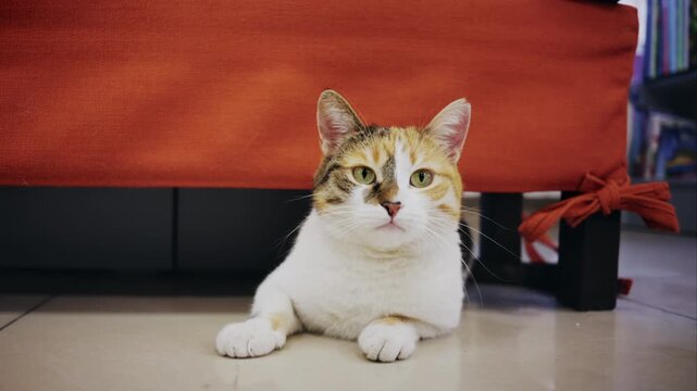 Calico cat lying on floor under chair in cozy home interior