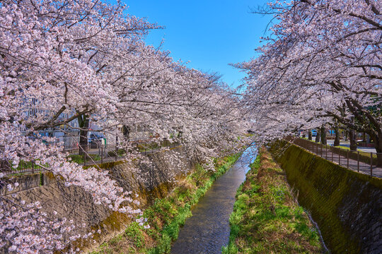 川 Images – Browse 618,399 Stock Photos, Vectors, and Video