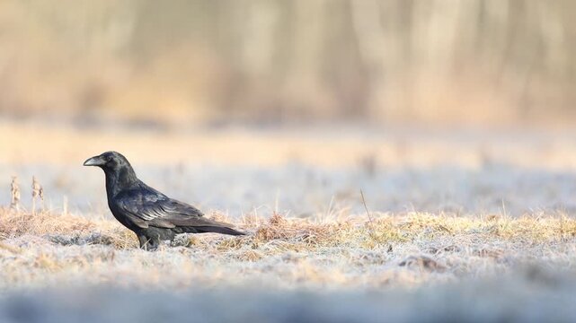 Bird Common Raven Corvus corax, dark style big black scary bird walking on frosty meadow, early spring time Poland Europe