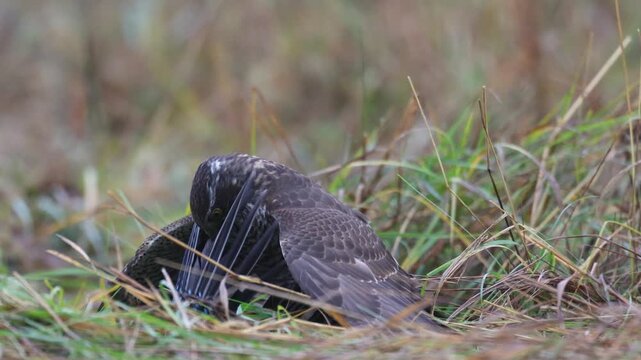 Birds of prey female Sparrowhawk Accipiter nisus, hunting time bird, Poland Europe autumn time meadow, Sparrowhawk try to kill Eurasian Jay, awesome action
