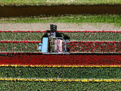 Aerial view of a harvesting machine moving through a colorful tulip field, creating vibrant stripes of red, yellow, and green, Benningbroek, Noord-Holland, Netherlands.