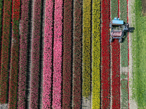 Aerial view of vibrant tulip fields bursting with color as a tractor navigates the rows, creating a striking contrast of nature and agriculture, Benningbroek, Noord-Holland, Netherlands.