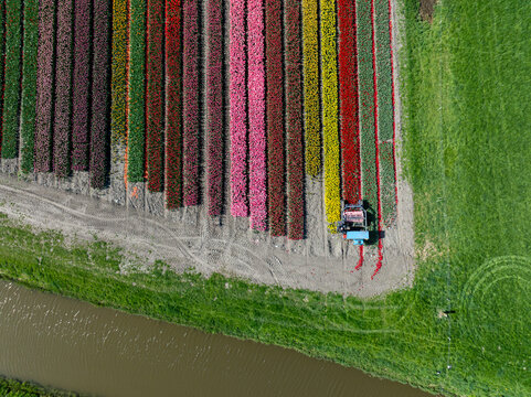 Aerial view of vibrant tulip fields striped with pinks, reds, yellows, and purples, bordered by a narrow canal and lush green grass, Benningbroek, Noord-Holland, Netherlands.