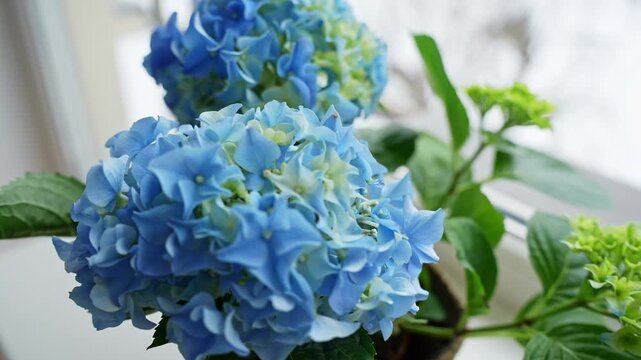 Close-up of blue hydrangea blooms by a bright window with soft winter bokeh outside. Fresh indoor plant decor in natural light with gentle copy space.