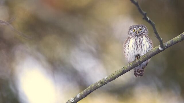 Bird Pygmy owl Glaucidium passerinum little owl natural dark forest north parts of Poland Europe Knyszyn Primeval Forest early spring time