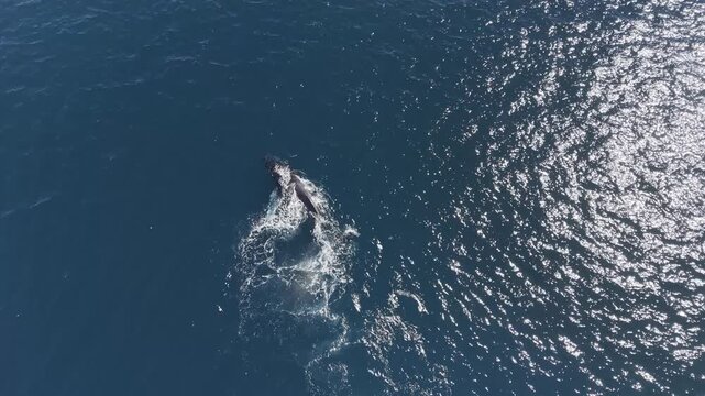 Humpback Whale Spout and Surfacing - Midday Cabo San Lucas, Mexico Part 2 - Aerial Drone 4K