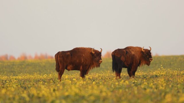 Mammals - wild nature European bison ( Bison bonasus ) Wisent herd standing on the autumn field sundown North Eastern part of Poland, Europe Knyszynska Primeval Forest
