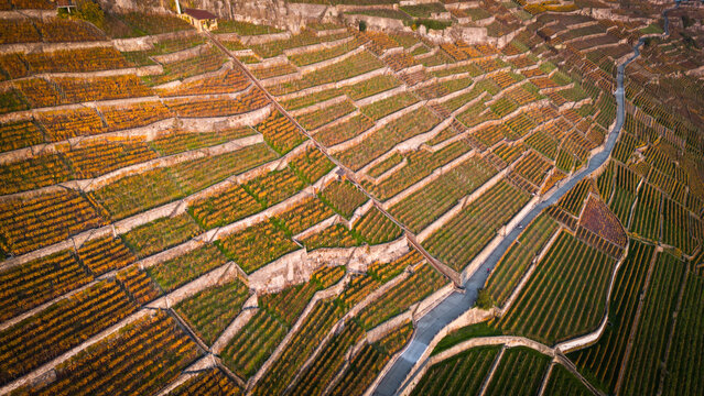 Aerial view of golden vineyards cascading down the slopes, terraced by stone walls, creating a mesmerizing patchwork of color and texture, Bourg-en-Lavaux, Vaud, Switzerland.